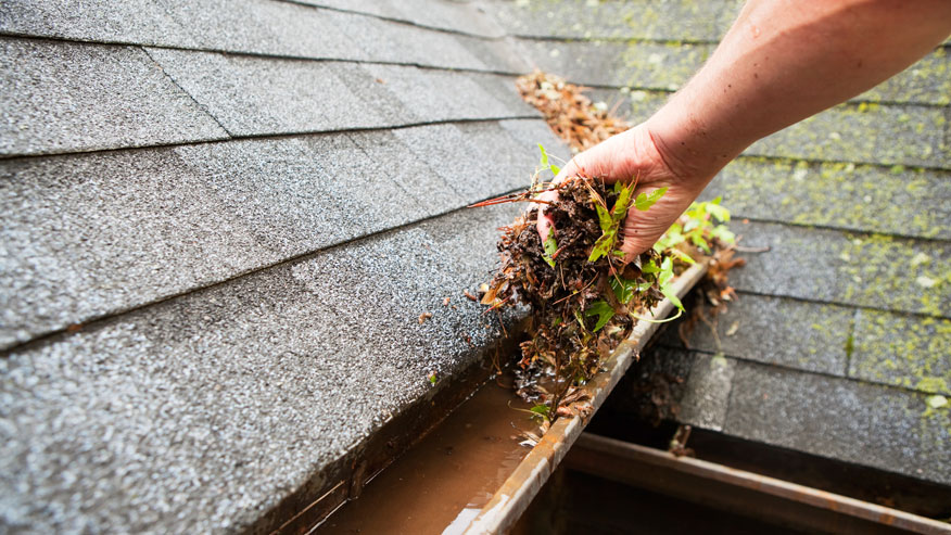 roof and gutter cleaning